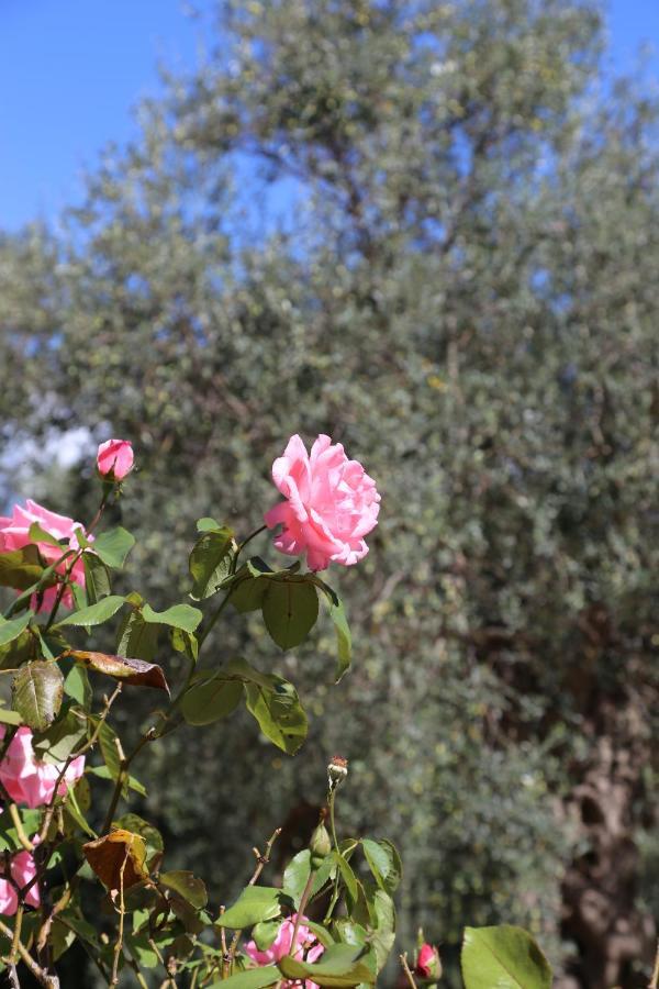 La Masseria Pietramarmo Caiazzo - App To Con Vista Luaran gambar